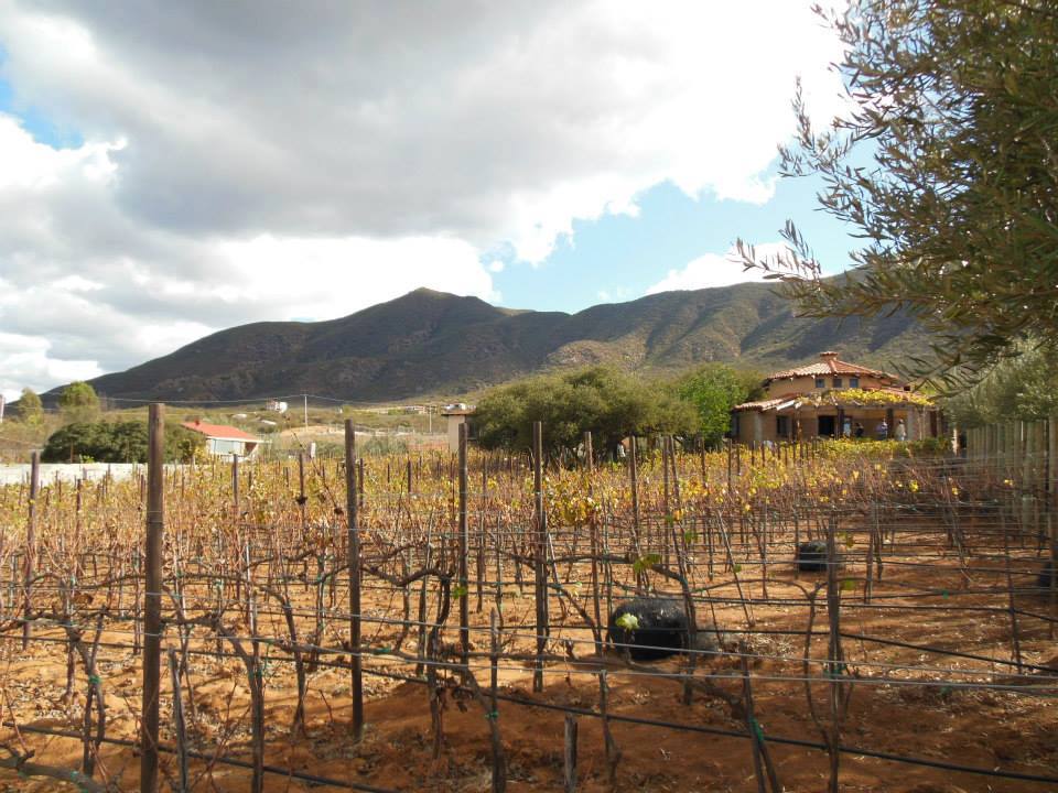 Queridos #winelovers regresamos de nuestras vacaciones con muchos planes y #vinos. Feliz #Sábado .