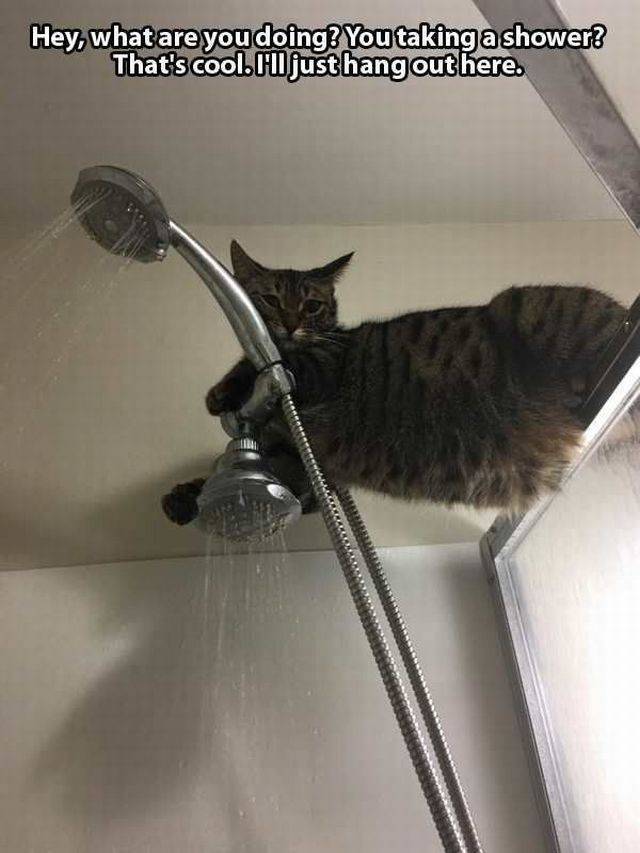 PetitPointChat's tweet photo. chat #Perché dans la #Douche ... - https://t.co/QpMFARRKfQ - #chat #Perché #PHOTO https://t.co/wx0Ir9OYrw