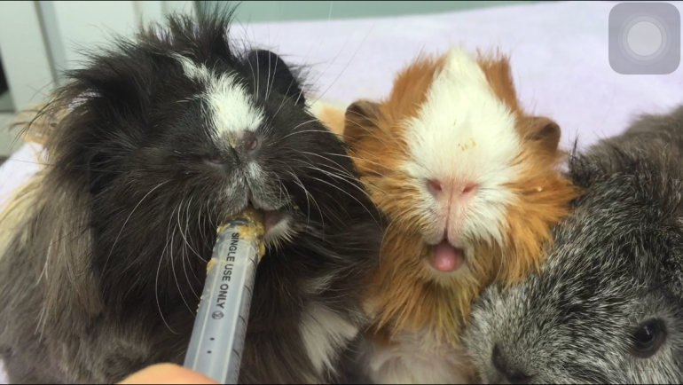 thepetlover08's tweet photo. “Single Use Only???” #Cute #Animals #Pets #aww #pics https://t.co/HElUsIzlqD