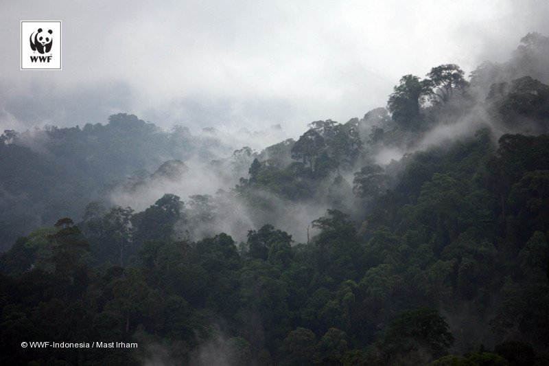 WWF_ID's tweet photo. Perdagangan ilegal adalah penyebab utama hilangnya populasi satwa liar di hutan &amp; menimbulkan #EmptyForest Syndrome https://t.co/o9KkzpC4Jf