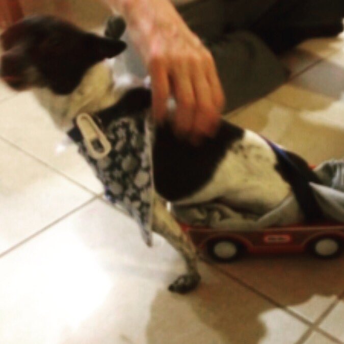 LAadoptRescue's tweet image. #PledgeForRuby

hit by a car 😔 rescued by 
🎗A Pass For Paws 
pledges for vet  ↙️
Paypal ​💌 ​Apassforpaws@yahoo.com