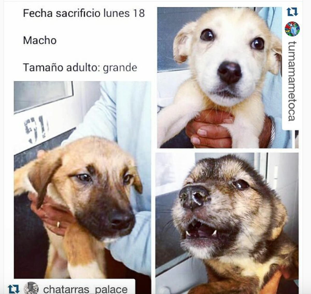 Sarams23_twitch's tweet photo. ¡ES URGENTE! ¡LOS SACRIFICAN EL LUNES! DIFUSIÓN.
ESTÁN EN LA PERRERA DE MÁLAGA.
Los perros se envían donde sea. https://t.co/gv5pluXoCt