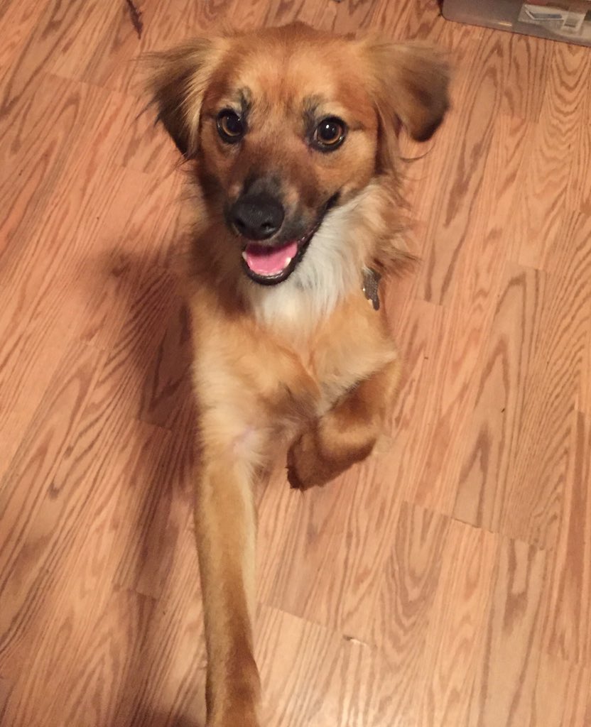 MsPRockz's tweet photo. Fostering this little cutie tonight. Hopefully he finds his furever home tomorrow! @DPSRescue https://t.co/FA5lluVn4f