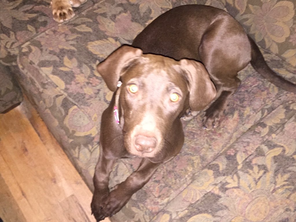 Spotofclass's tweet image. Missing,"Raven",9-10 mo Doberman. Last seen south of Sheridan and northwest parkway, Broomfield. Call: 720-354-2939