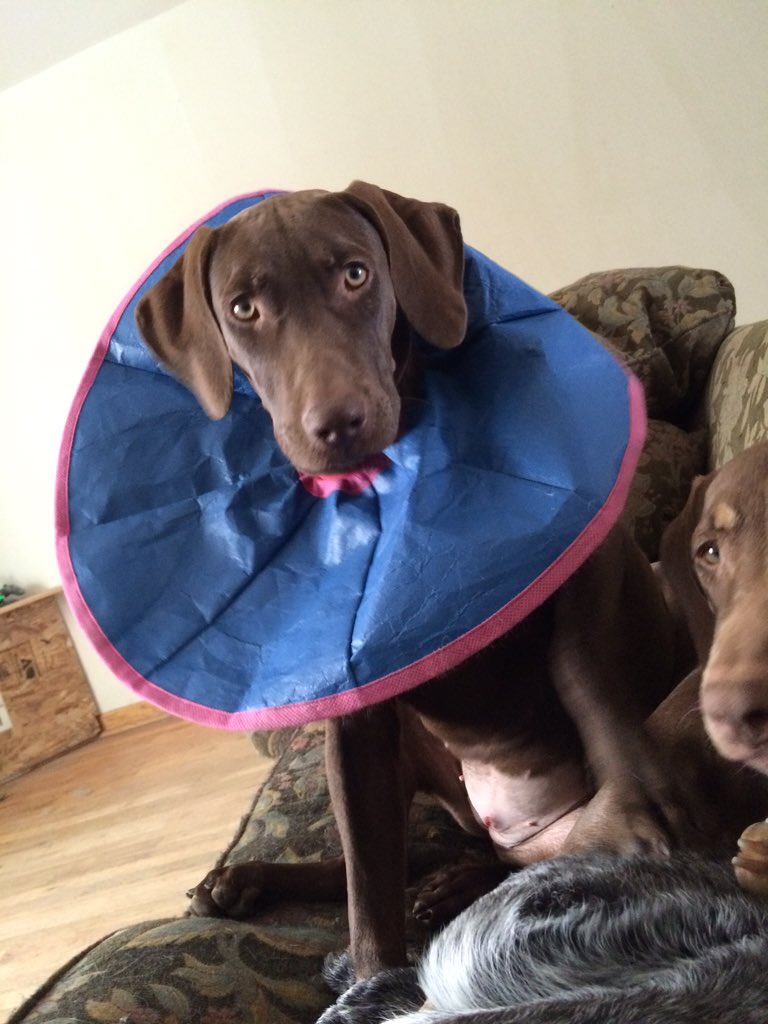 Spotofclass's tweet image. Missing,"Raven",9-10 mo Doberman. Last seen south of Sheridan and northwest parkway, Broomfield. Call: 720-354-2939