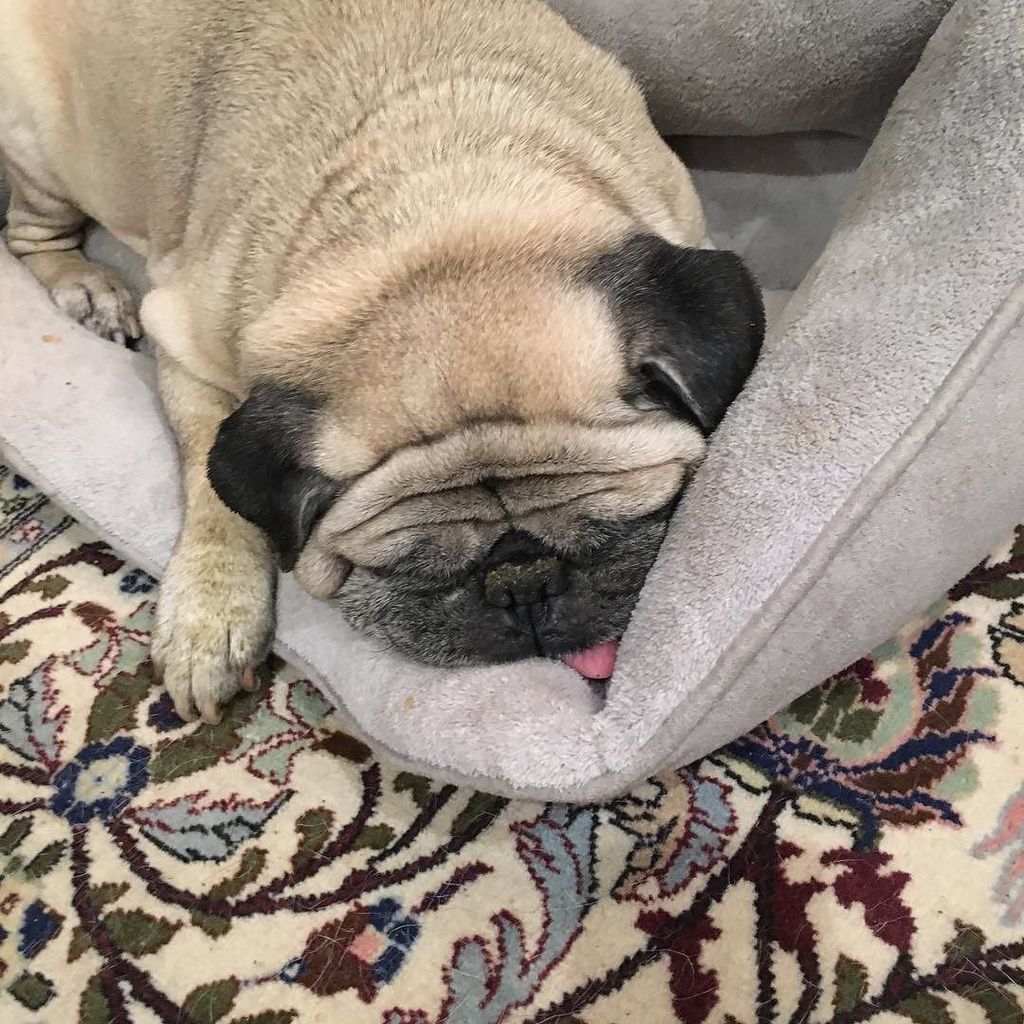 apugnamedemoji's tweet photo. I think I over did it with the snackies #drunk #drunkpug https://t.co/eL4mhhPmFp https://t.co/kHTsuKvo9L