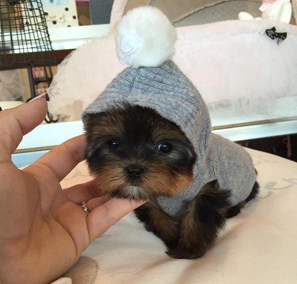 thefemaleboook's tweet photo. gimme gimme gimme 😍😩 https://t.co/60hssWgqrL