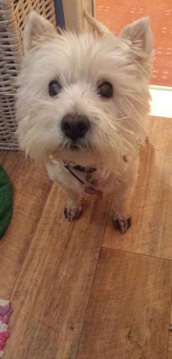 LoxxCo's tweet photo. No mummy I wasn't digging any holes 🐾 🐾 💖 xx https://t.co/1VToNOoxjh
