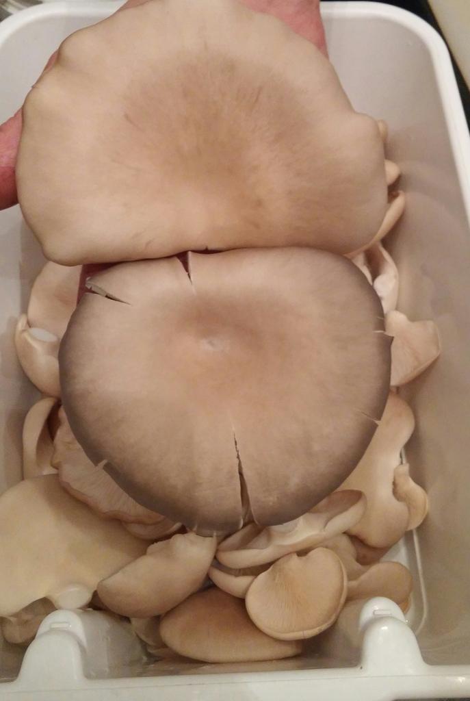 Dominique Thériault tweet media