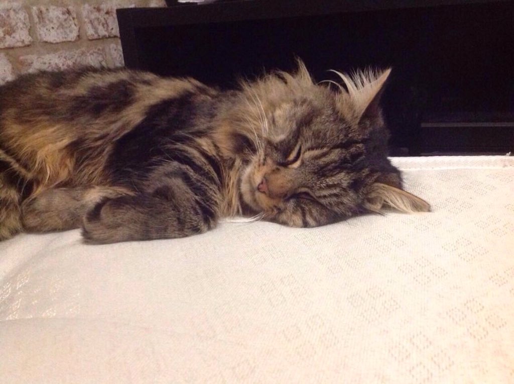 supitslink's tweet photo. 😔I miss him ✌️😿 https://t.co/5kMxIKiSm0