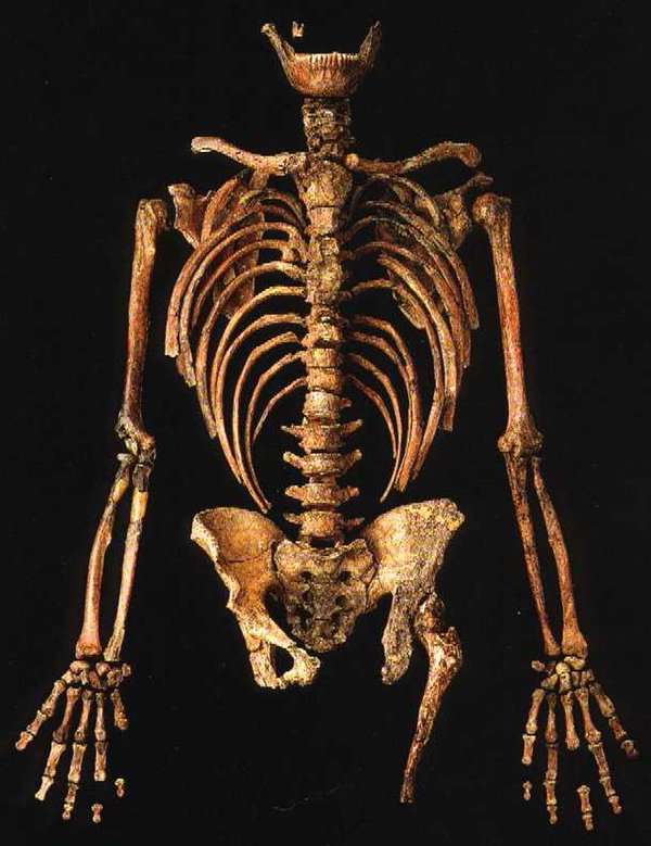 Qafzeh's tweet photo. Kebara 2 - 60,000 year old Neanderthal skeleton - Kebara Cave, Mt. Carmel, Israel #Qfossil https://t.co/m3SCTtXukQ https://t.co/1IhPxnC0IC