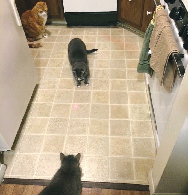 OliverTaco's tweet photo. The red dot has brought us all together for a very important mission...to catch it! 😼💪🏻 #CatchTheRedDot https://t.co/JLBd9vxFl8