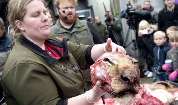 adagamov's tweet image. Ебанутые на всю голову сотрудники зоопарка в датском Оденсе устроили публичное препарирование льва. Это пиздец :-(