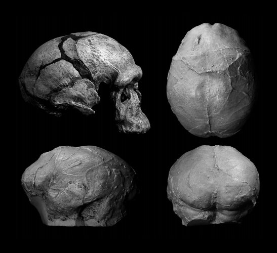 Qafzeh's tweet photo. Neurocranial evolution in modern humans: the case of Jebel Irhoud 1 #Qfossil https://t.co/IeuHqt9B8D https://t.co/6QJ1KxofHA