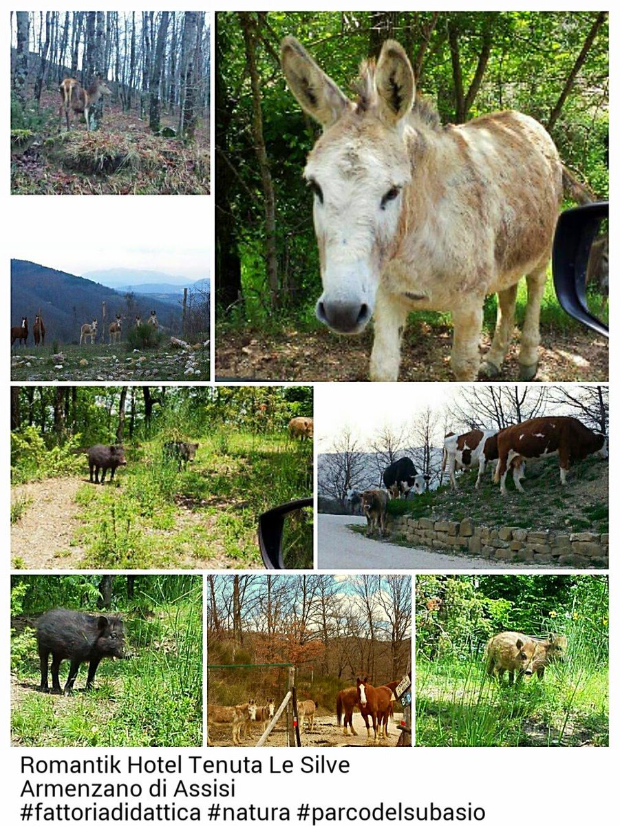 le_silve's tweet photo. Festa di #SantAntonio anche per gli animali della tenuta #lesilve #fattoriadidattica #parcodelsubasio #armenzano https://t.co/fVGsD0bCzu