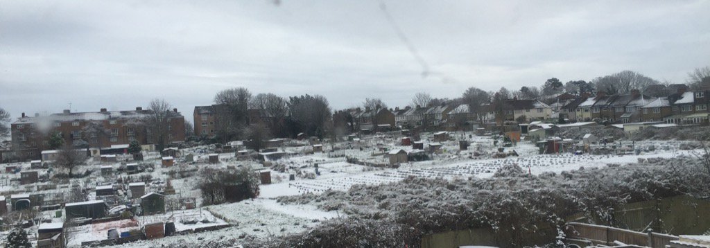 No one collecting there vegetables this morning from the allotment. #carshaltonbeeches #firstsightofsnow