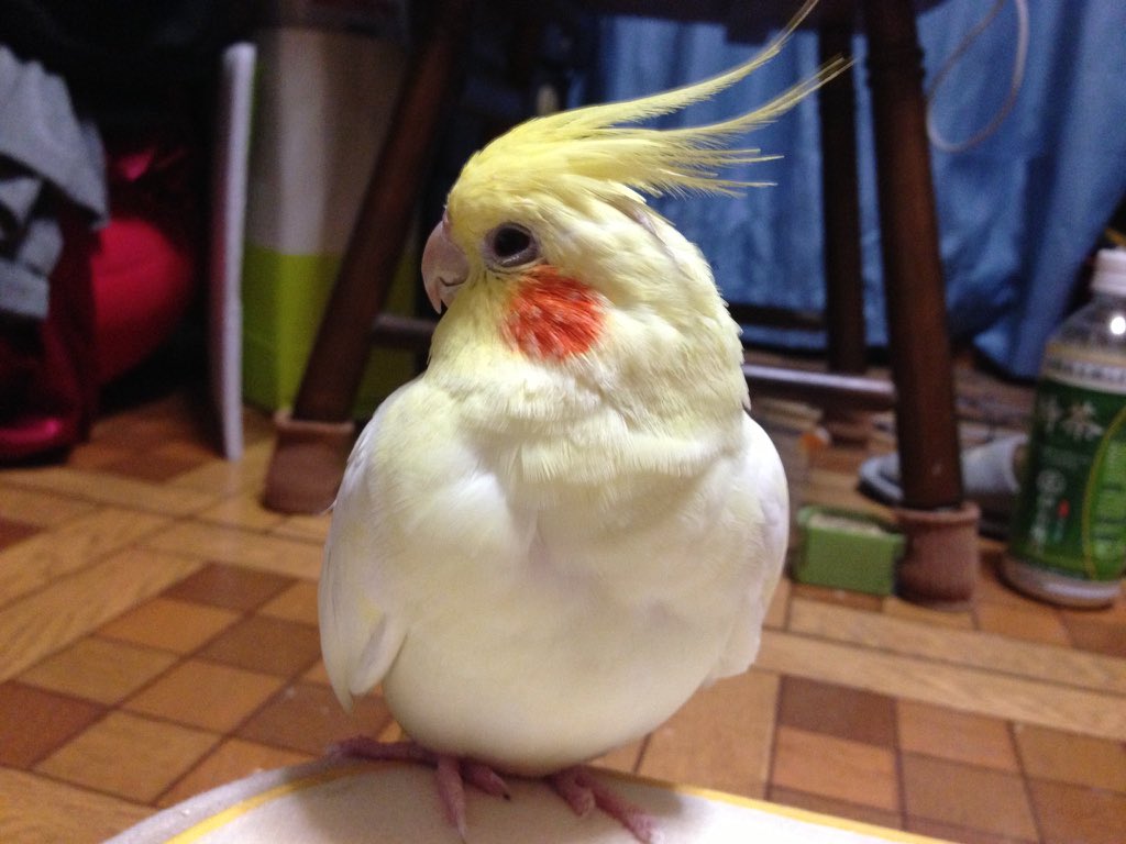hmy_rk's tweet photo. む〜ちゃんが飛び出してしまったのも、こんな寒い日で..翌朝雪が降ってしまったよね.
どこかのお家で保護されて無事でいて欲しいと願い捜し続けてます😖
む〜ちゃんを助けて下さった方やご存知の方がいらっしゃいましたら、どぉか教えて下さぃ🙇 https://t.co/g5BfnDPZqM