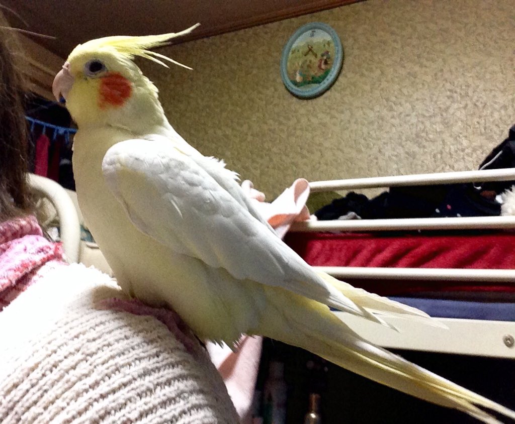 hmy_rk's tweet photo. む〜ちゃんが飛び出してしまったのも、こんな寒い日で..翌朝雪が降ってしまったよね.
どこかのお家で保護されて無事でいて欲しいと願い捜し続けてます😖
む〜ちゃんを助けて下さった方やご存知の方がいらっしゃいましたら、どぉか教えて下さぃ🙇 https://t.co/g5BfnDPZqM