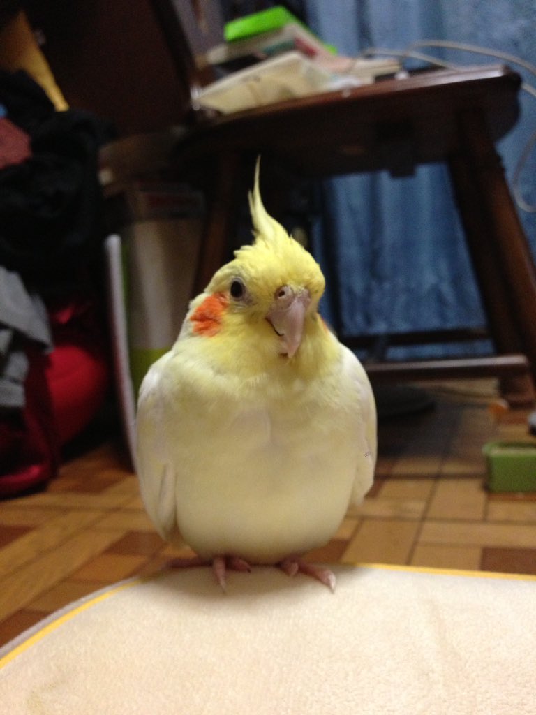 hmy_rk's tweet photo. む〜ちゃんが飛び出してしまったのも、こんな寒い日で..翌朝雪が降ってしまったよね.
どこかのお家で保護されて無事でいて欲しいと願い捜し続けてます😖
む〜ちゃんを助けて下さった方やご存知の方がいらっしゃいましたら、どぉか教えて下さぃ🙇 https://t.co/g5BfnDPZqM