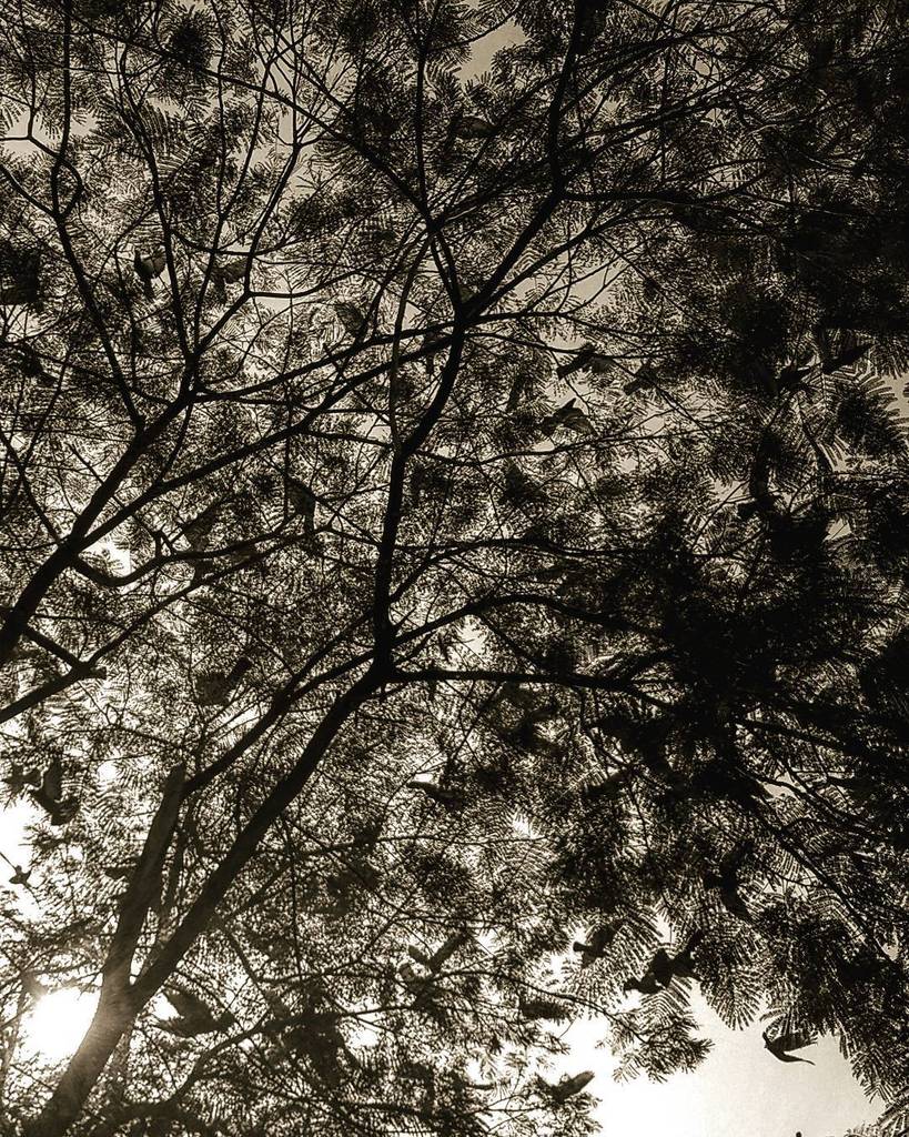 aseemyb's tweet photo. #houseofbirds #nest #birds #birdnest #treeofbirds #treefullofbirds #treenest #birdhouse… https://t.co/d5YChJbdlt https://t.co/EwPZa6Aav3