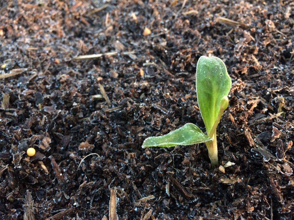 Helmsleygardens's tweet image. Taking photos at work in the bitter cold to get the perfect light #übergeek