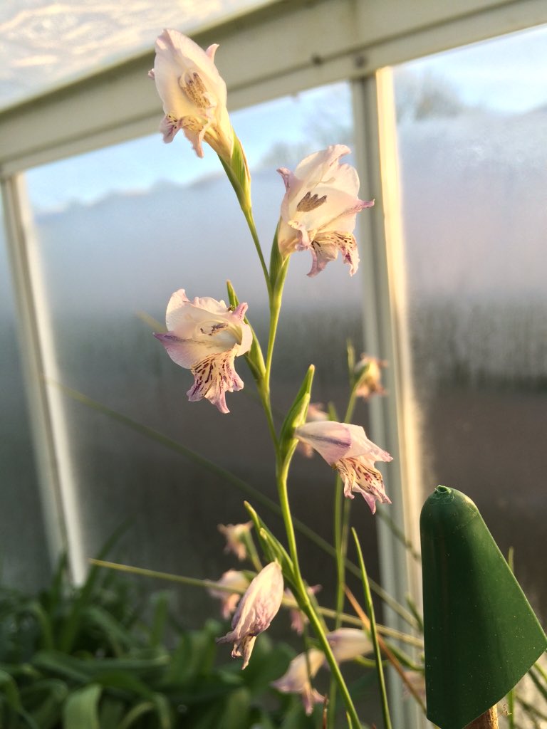 Helmsleygardens's tweet image. Taking photos at work in the bitter cold to get the perfect light #übergeek