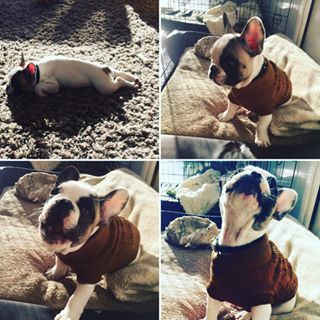 Frenchie_Cute's tweet photo. Love Louie #deaffrenchie #frenchbulldogsofinstagram #frenchy #frenchbully #frenchbulldog # https://t.co/QDandoLPR8 https://t.co/R9uBIUiJd9