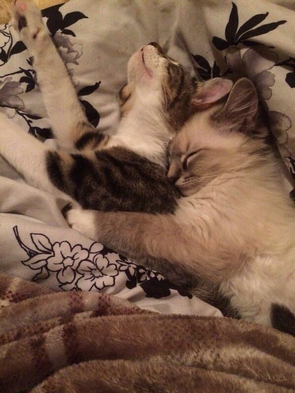 italkaboutlarry's tweet photo. Quand Harry se lève tôt pour aller à son yoga alors que Louis voulait qu'ils fassent la grasse mat en se câlinant :( https://t.co/22ao4pP0kR
