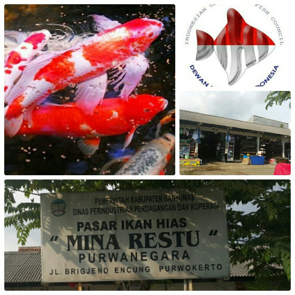 Pasar Ikan Hias Purwokerto