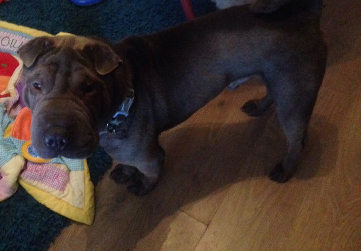 SharPeiRSS's tweet photo. Can you offer Snoop a home? Needs socialisation. Older kids preferred. @The_Animal_Team #sharpei https://t.co/6NZB1TqiND