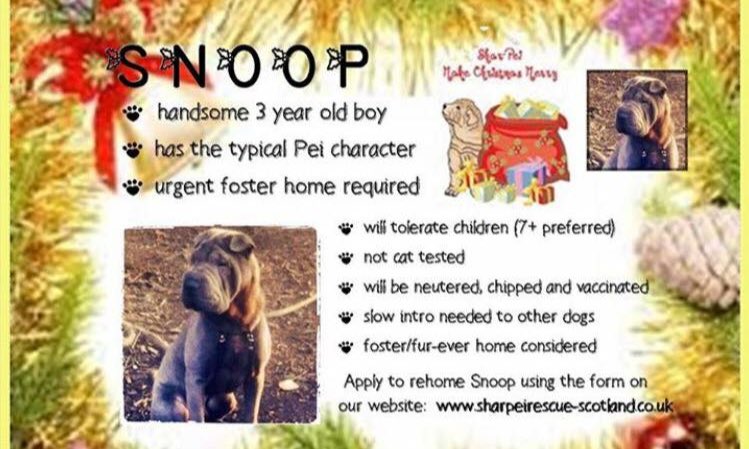 SharPeiRSS's tweet photo. Can you offer Snoop a home? Needs socialisation. Older kids preferred. @The_Animal_Team #sharpei https://t.co/6NZB1TqiND