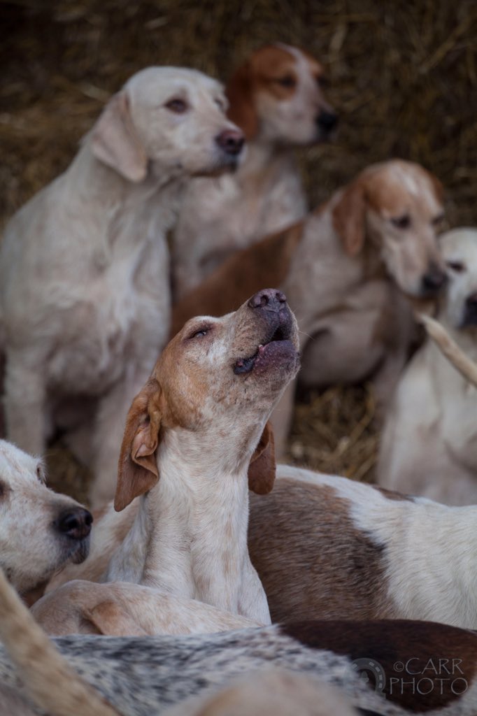 The <a href="/CottesmoreHunt/">The Cottesmore Hunt</a> at Shorne Hill yesterday by Steve Carr Photography