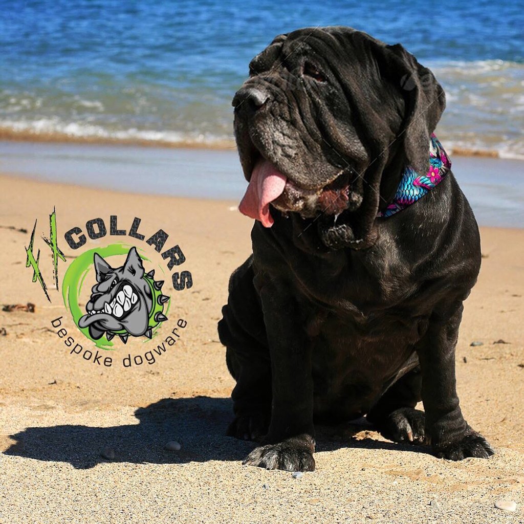 FxCollars's tweet photo. A very handsome #neapolitanmastiff at the beach in his #custom #koi #dogcollar https://t.co/zsnvb5mh54