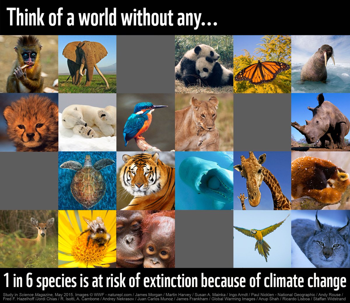 wwf_uk's tweet image. 1 in 6 species is at risk of extinction because of #ClimateChange. Are we prepared to accept that?