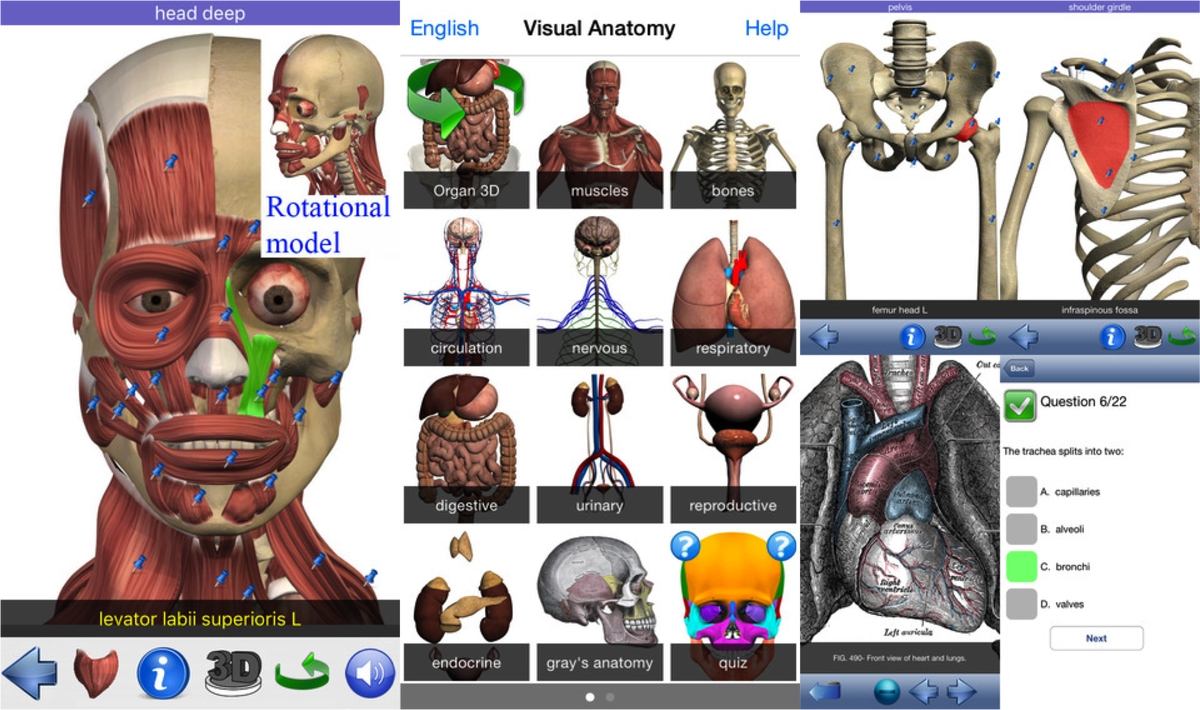 App_OfThe_Day's tweet photo. Subscribe to #AppoftheDay iOS newsletter and discover your body with #VISUALANATOMY for free!https://t.co/tPub9PAhER https://t.co/VqyASB51cp