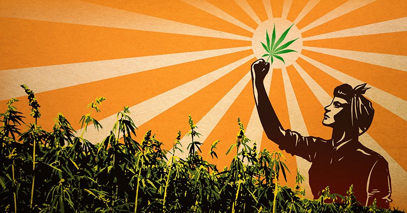 SensiSeeds's tweet image. So many #innovations in #hemp technology! Read about the rising fame of #cannabis’ cousin: fal.cn/HempRevolution…