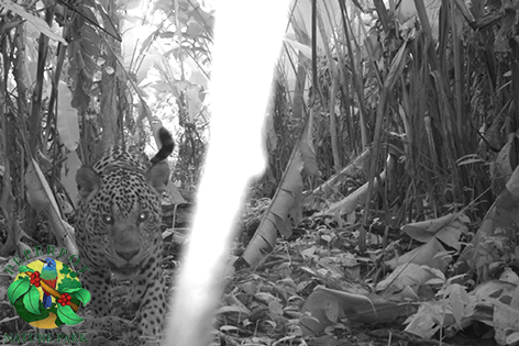 PeperPotNP's tweet photo. The Majestic Jaguar of Suriname, caught on the camera at #Peperpot Nature Park #cameratrapping #wildlifephotography https://t.co/lVLBhYvEGa