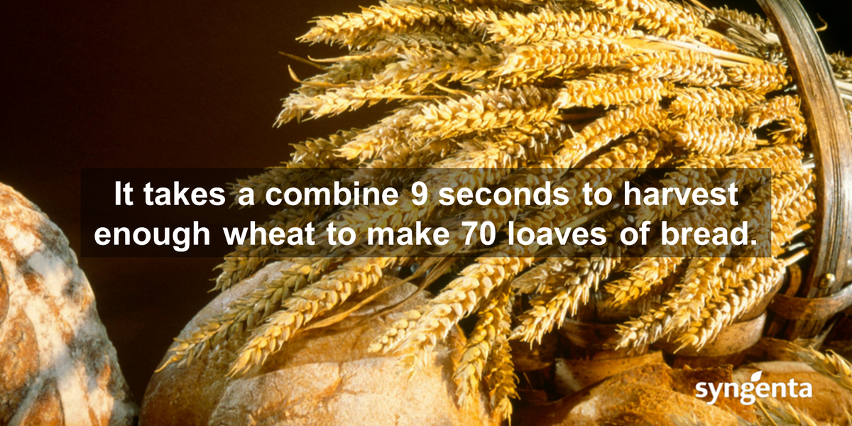 syngentacanada's tweet photo. RT @Syngenta: #AgFact It takes a combine 9 seconds to harvest enough #wheat to make 70 loaves of #bread #BreadFact https://t.co/11yOODCI1b