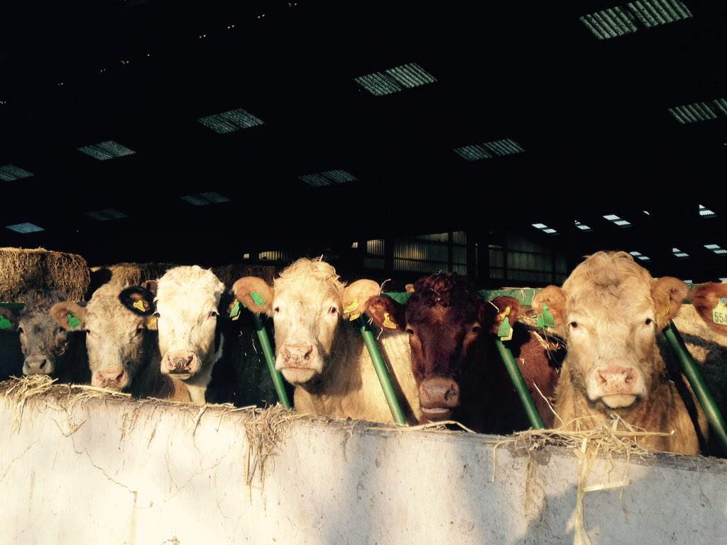 M A Smith Farms tweet media