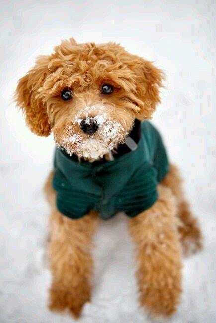 Cavapoo 😍😍😍