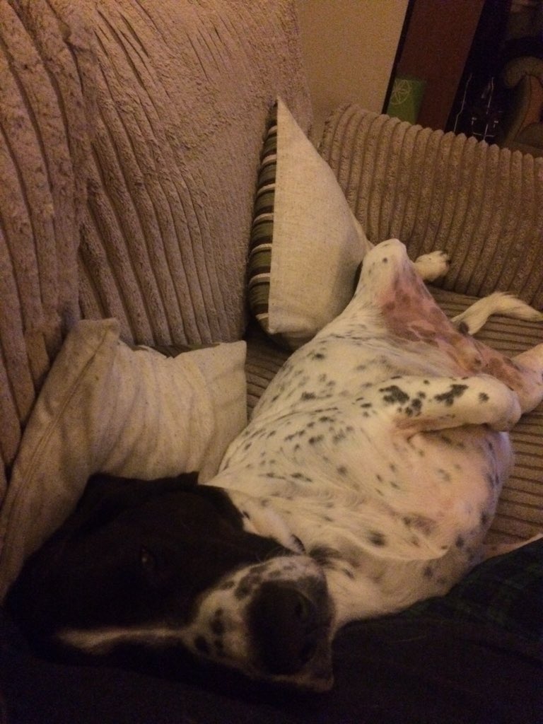 HarrisKeri's tweet photo. @codylong82 I appear to be someone's cushion this afternoon. There's lots of snoring happening. #springbatt 💤💤💤 https://t.co/o4pzxq5mFl