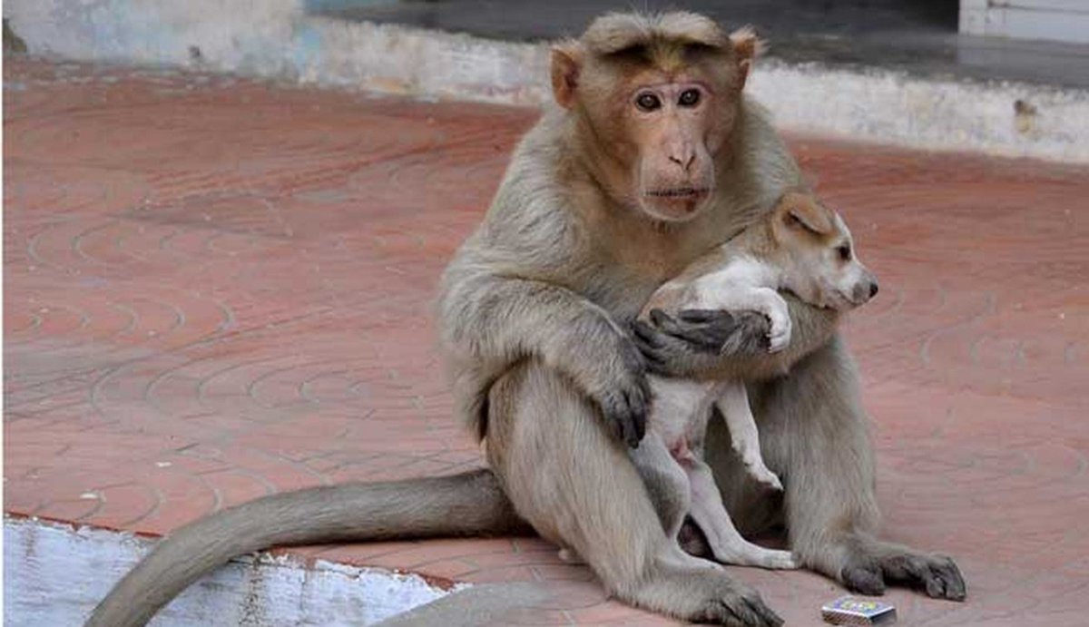 dodo's tweet photo. Cutest story you've read all week - monkey has adopted a puppy https://t.co/Z7doql3rWa https://t.co/DJUXo2g37f