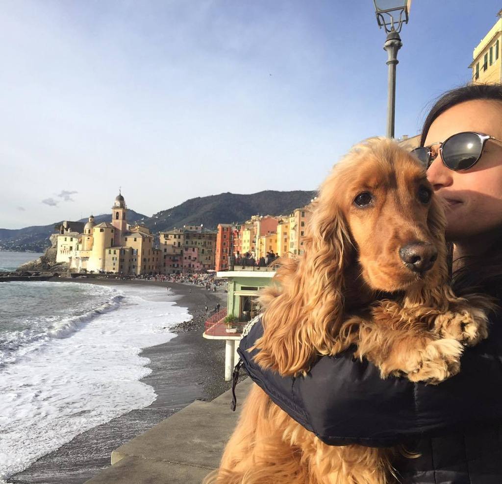 Camogli: With mom in Camogli. #cocker #cockerspaniel #ilmycockerspaniel #pets #animals #dog #dogstagram #puppy #dog…