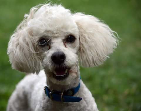 VickyGroff's tweet photo. Se perdió ayer cuando entraron a mi casa a robar.Es un caniche mini toy,estatura mediana y de color blanco.DIFUNDAN! https://t.co/VcUqTQj0FM