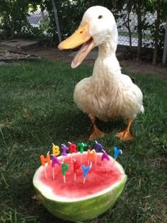 Image result for happy birthday duck