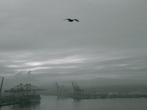 SeattleDPD's tweet image. sloshphoto:

Port of Seattle. 2006. (ks) #jobsinseattle seattle-wa.tumblr.com/post/129281879…