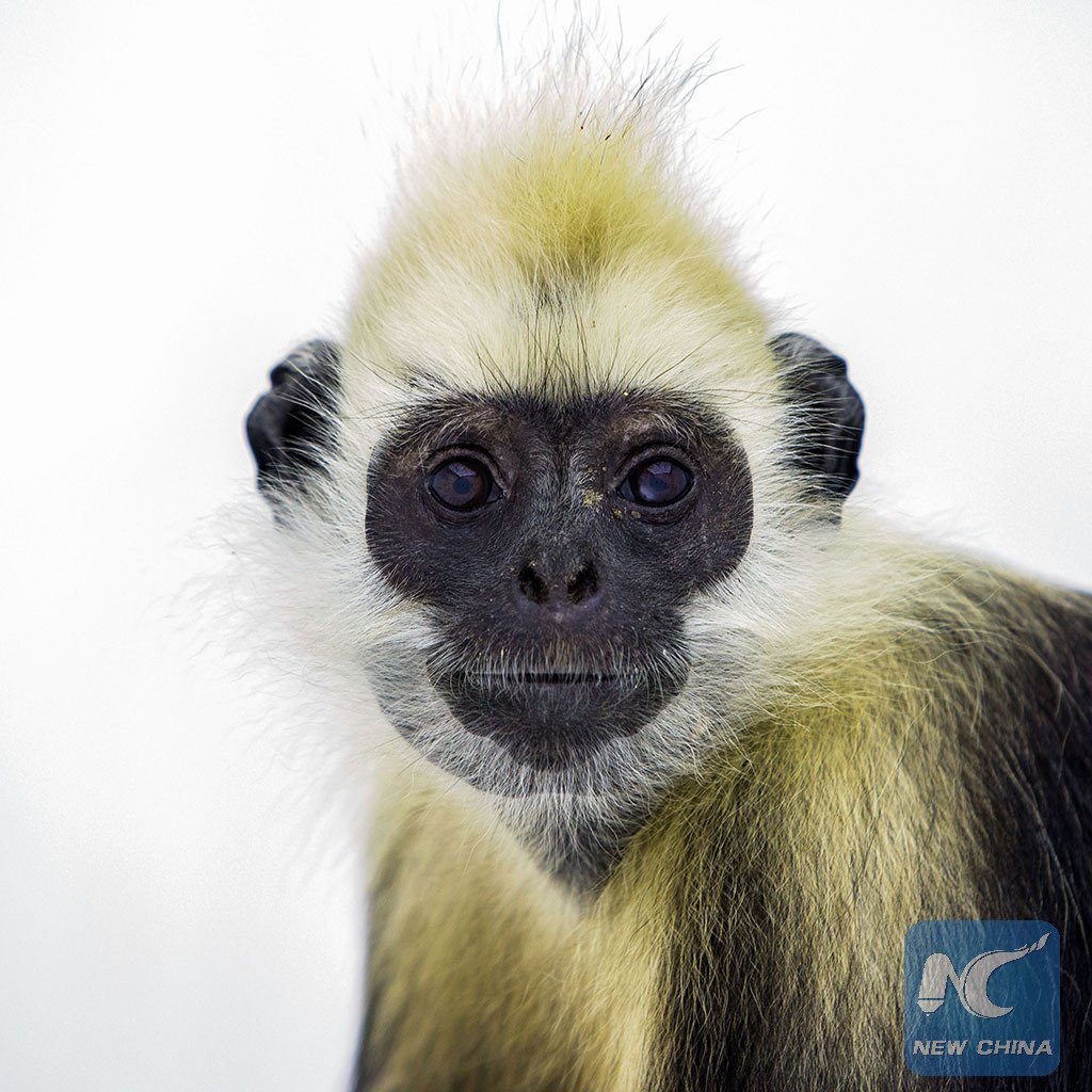 XHNews's tweet photo. Awesome Monkey portraits by photographers in S China's Guangdong to greet Chinese Lunar New Year of Monkey https://t.co/8UWpsWXidx
