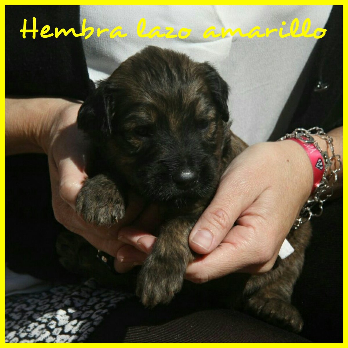 ssandragaro's tweet photo. Son preciosos y una raza fabulosa, ¿te animas? https://t.co/bIbyX1BYrS