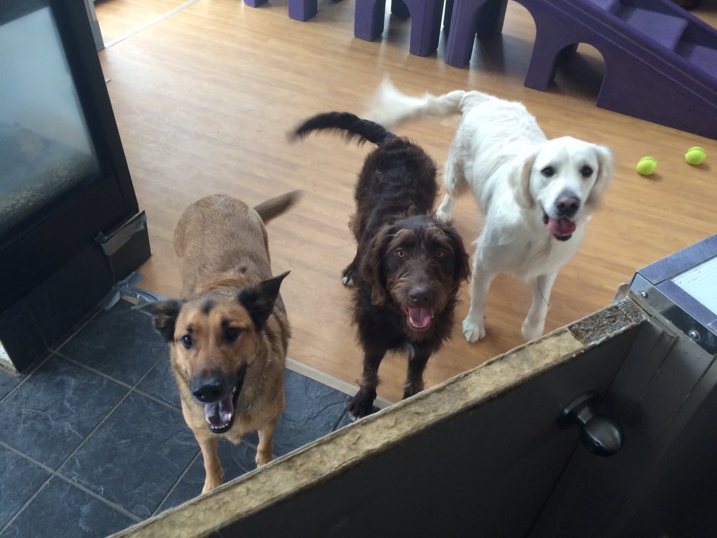 Smiling for the camera ! 😄🐶