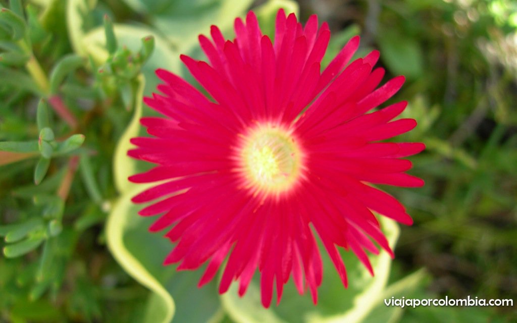 FUSNIB's tweet image. Mi bello Caqueta, donde florecen las ideas innovadoras